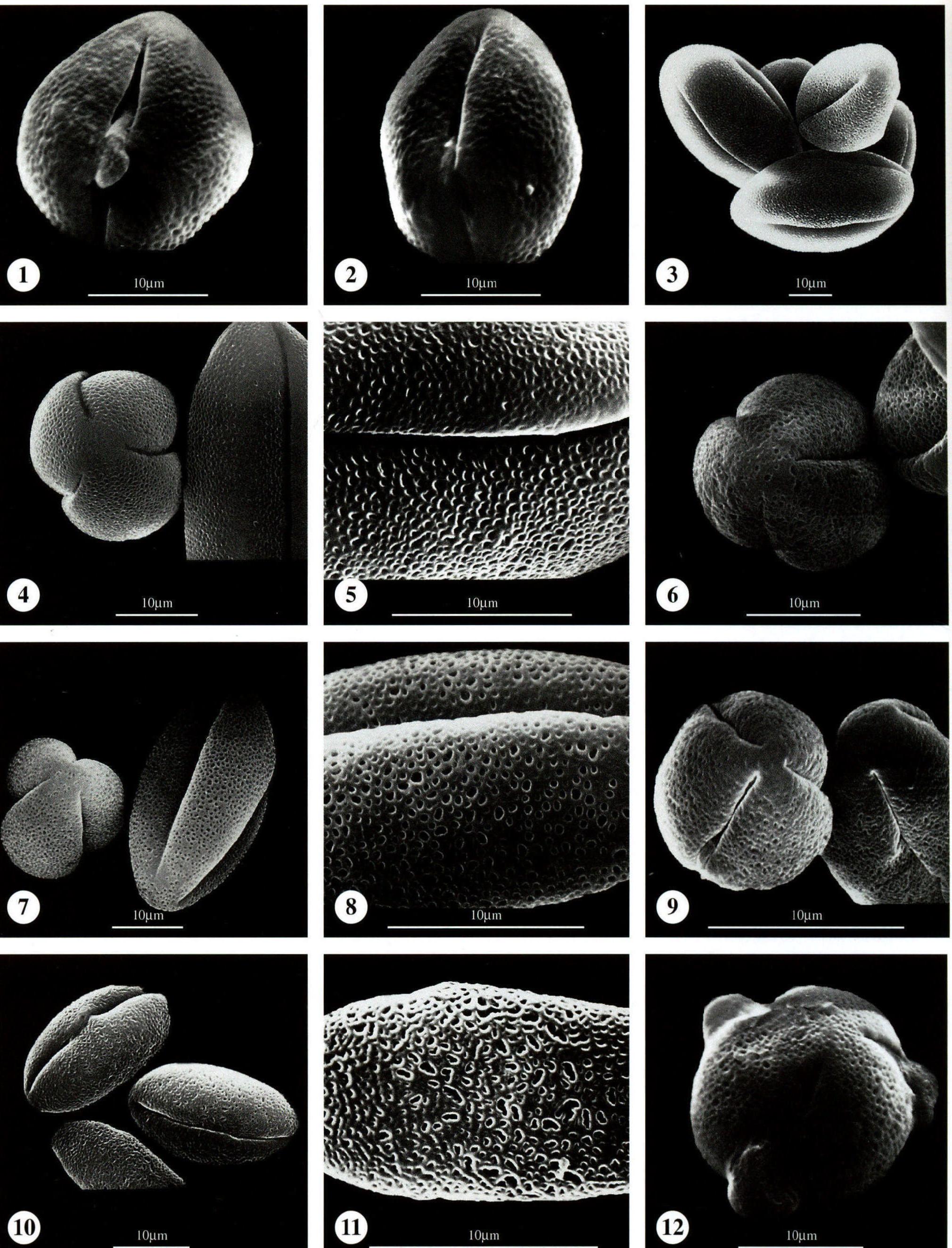 图版116 玄参科 Scrophulariaceae